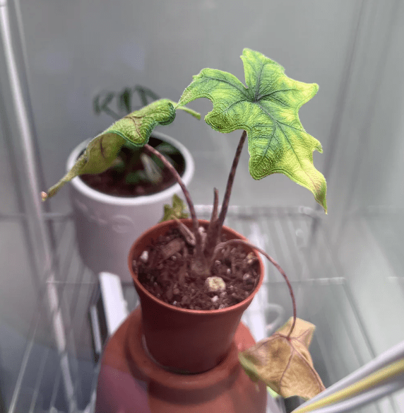 Alocasia Jacklyn curling leaves and yellowing in a red pot